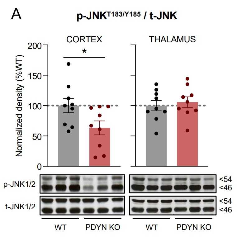 Immunodensities of activated JNK1_2 in cortical and thalamic brain tissue samples from WT and PDYN-KO mice.jpg